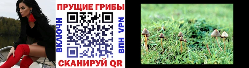 Купить закладки  Грязовец  Псилоцибиновые грибы MAGIC MUSHROOMS 